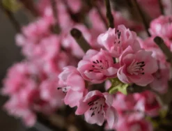 Blütenbaum Livia ohne Topf | Leuchtend rosa | Groß | 150 cm