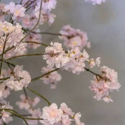 Blütenbaum Suze mit Topf | Rosa | Groß | 150 cm