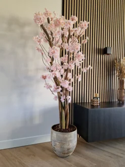 Blütenbaum Suze ohne Topf | Rosa | Groß | 150 cm