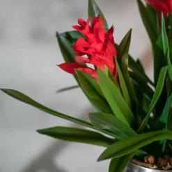 Blumengesteck Bromelie | 60 cm