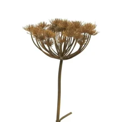 Bärenklau | Braun | 95cm