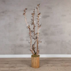 Champagnerbaum mit drei Birnenzweigen -150 cm