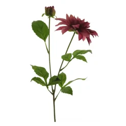 Dahlie | Rot-rosa | 70cm