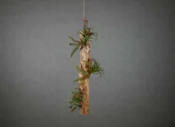 Deko-Ast | Altamira | 75 cm