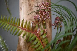 Deko-Ast | Altamira | 75 cm