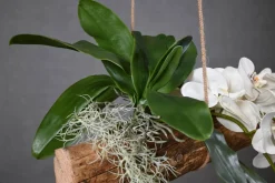 Deko-Ast | Alvorada | 150 cm