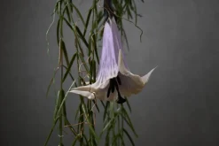 Deko-Ast | Amarant | 150 cm