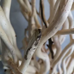 Deko-Set | Korkenzieheräste | Sandgestrahlt | 160 cm