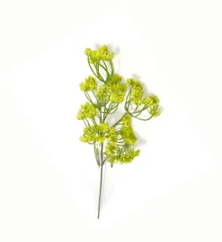 Dillblüte | Gelb | 50cm