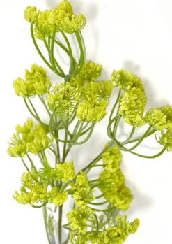 Dillblüte | Gelb | 50cm