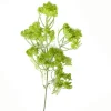 Dillblüte | Grün | 50cm