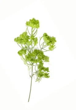 Dillblüte | Grün | 50cm