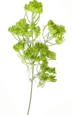 Dillblüte | Grün | 50cm
