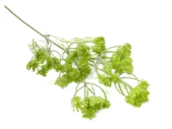 Dillblüte | Grün | 50cm