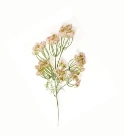 Dillblüte | Rosa | 50cm