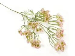 Dillblüte | Rosa | 50cm