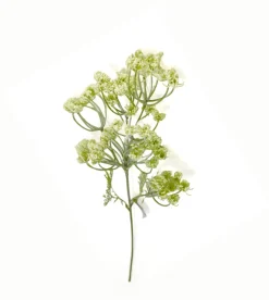 Dillblüte | Weiß | 50cm