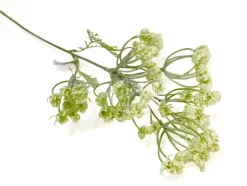 Dillblüte | Weiß | 50cm