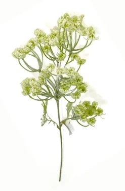 Dillblüte | Weiß | 50cm