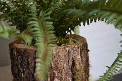 Eichenstamm | Farnwald | 30 cm