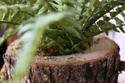 Eichenstämmchen | Waldreich | 30 cm