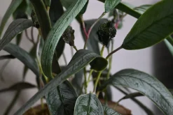 Eichenstämmchen | Weidenruhe | 30 cm