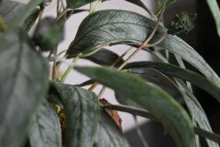 Eichenstämmchen | Weidenruhe | 30 cm