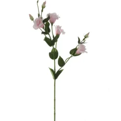 Eustoma | Rosa | 80cm