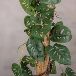 Fensterblatt auf Stamm | Grün | 100cm