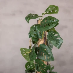 Fensterblatt auf Stamm | Grün | 100cm