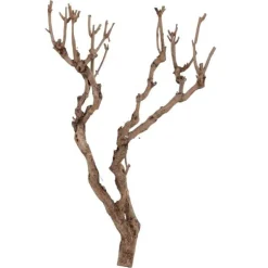 Fliederäste | 60-70cm