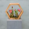 Hexa | Botanischer Garten | 25 cm