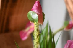 Hexa | Botanischer Garten | 25 cm