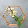 Hexa | Orchidee Eleganz | 50cm