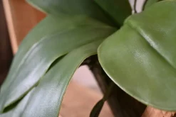 Hexa | Orchidee Eleganz | 50cm