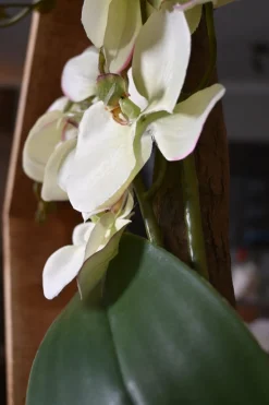 Hexa | Orchidee Eleganz | 50cm