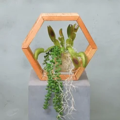 Hexa | Tropische Wildnis | 25 cm