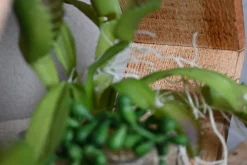 Hexa | Tropische Wildnis | 25 cm