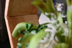 Hexa | Tropische Wildnis | 25 cm