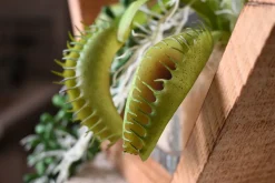 Hexa | Tropische Wildnis | 25 cm