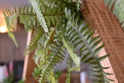 Hexa | Urban Jungle | 50cm