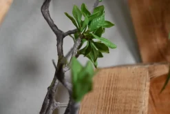 Hexa | Urban Jungle | 50cm