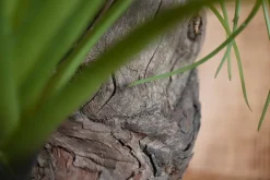 Hexa | Waldgrün | 50 cm