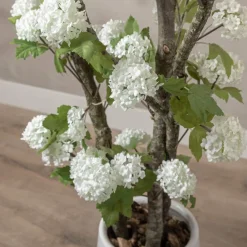 Hortensienstrauch Victoria | Weiß | Mit Topf | 150 cm