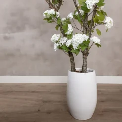 Hortensienstrauch Victoria | Weiß | Ohne Topf | 150 cm