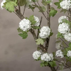 Hortensienstrauch Victoria | Weiß | Ohne Topf | 150 cm