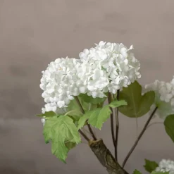 Hortensienstrauch Victoria | Weiß | Ohne Topf | 150 cm