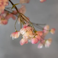 Japanischer Blütenbaum | Rosa | 180 cm