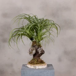 Kleine Tillandsie | 40 cm