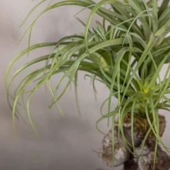 Kleine Tillandsie | 40 cm